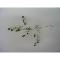 Nitella gracilis
