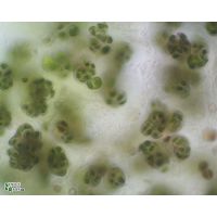 Chlorokybus atmophyticus