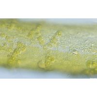 Coleochaete soluta