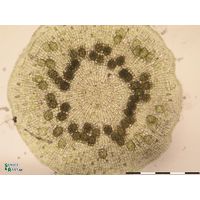 Coleochaete scutata