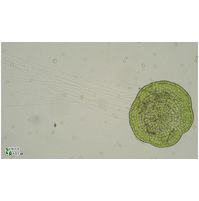Coleochaete scutata