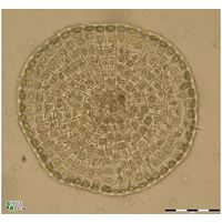 Coleochaete scutata 