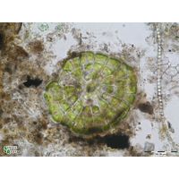 Coleochaete scutata