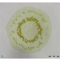 Coleochaete sp.
