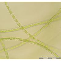 Klebsormidium flaccidum