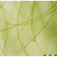 Klebsormidium flaccidum