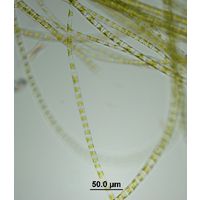 Klebsormidium cf. flaccidum