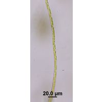 Klebsormidium cf. flaccidum