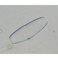 Actinotaenium adelochondrum