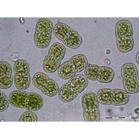Actinotaenium cucurbita