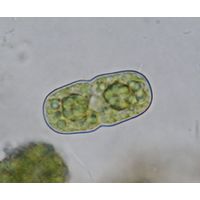 Actinotaenium cucurbita