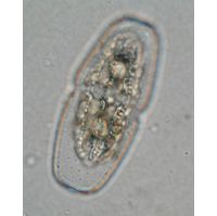Actinotaenium cucurbitinum