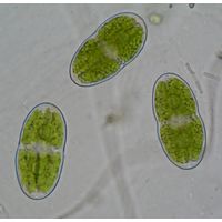 Actinotaenium curtum