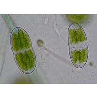 Actinotaenium curtum