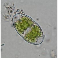 Actinotaenium curtum