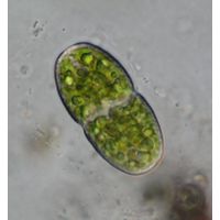 Actinotaenium curtum
