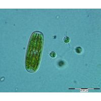 Actinotaenium
