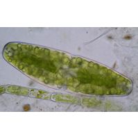 Actinotaenium elongatum