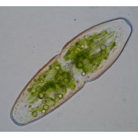 Actinotaenium elongatum