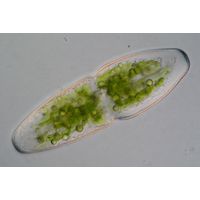 Actinotaenium elongatum