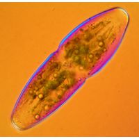 Actinotaenium elongatum