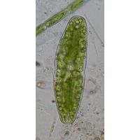 Actinotaenium elongatum