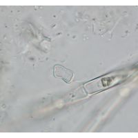 Actinotaenium geniculatum