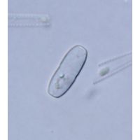 Actinotaenium inconspicuum