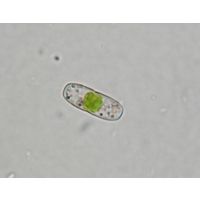 Actinotaenium inconspicuum