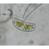 Actinotaenium infractum