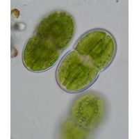 Actinotaenium