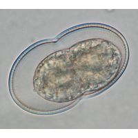 Actinotaenium