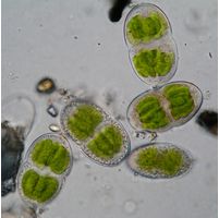 Actinotaenium