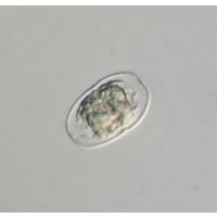 Actinotaenium subtile