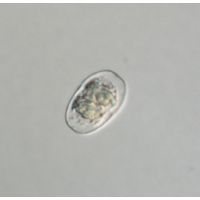 Actinotaenium subtile
