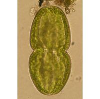Actinotaenium turgidum