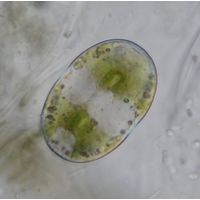 Actinotaenium wollei