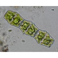 Bambusina brebissonii