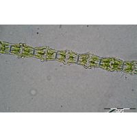 Bambusina brebissonii