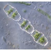 Bambusina brebissonii