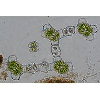 Bambusina brebissonii