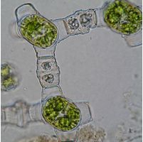 Bambusina brebissonii