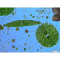 Micrasterias rotata