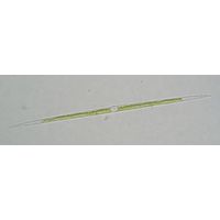 Closterium acutum