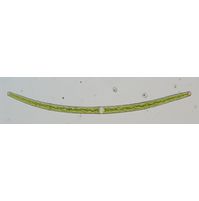 Closterium angustatum