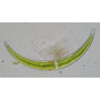 Closterium archerianum
