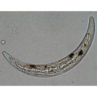 Closterium archerianum