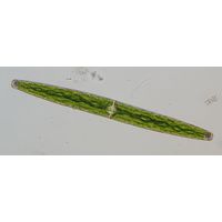 Closterium baillyanum
