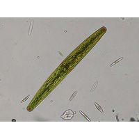 Closterium baillyanum