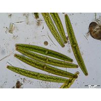 Closterium baillyanum